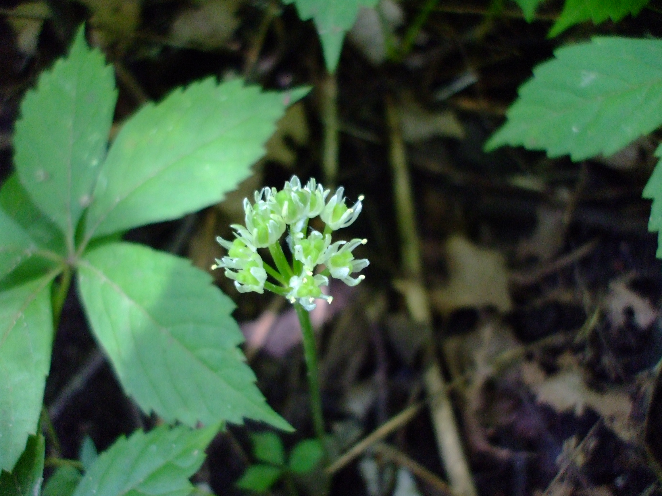 Allium tricoccum